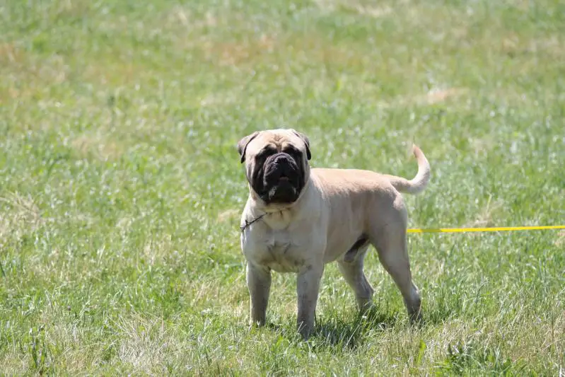 van de bullenwereld qt - billy