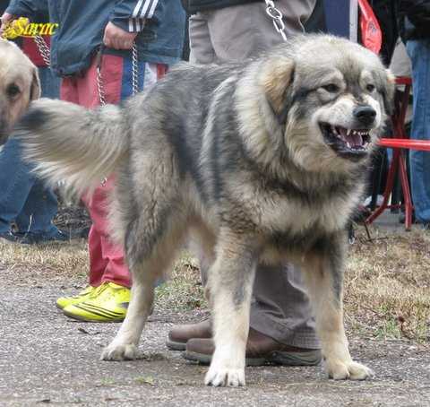 Bigor (Vuk iz Zupe) Kljajin