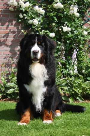 Famous Benn van de Buut Vrij Hoeve