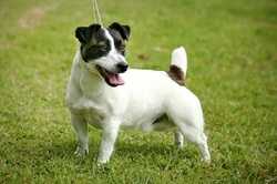 Heatherbell Brenno The Brat