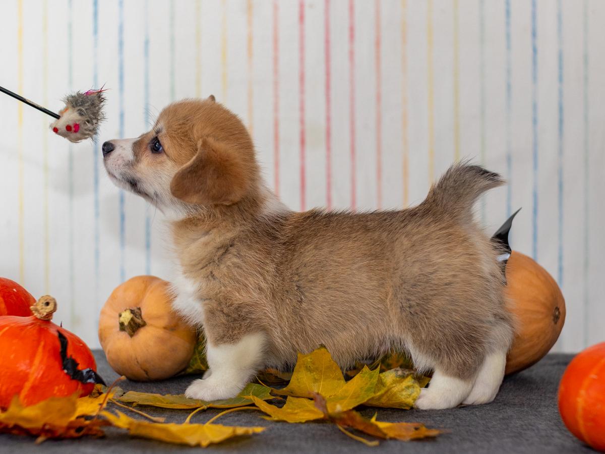 Taurus iz Doma na Holme N/B