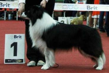 Border collie – Brit