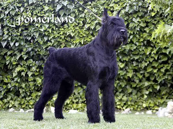 Remix De Pomerland