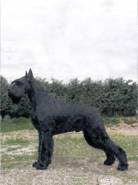 Puskin De Pomerland