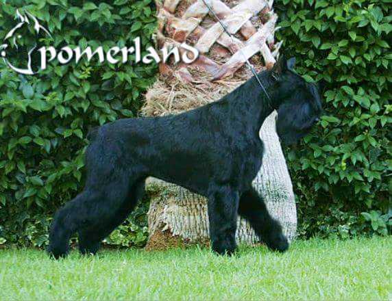 Tylka De Pomerland