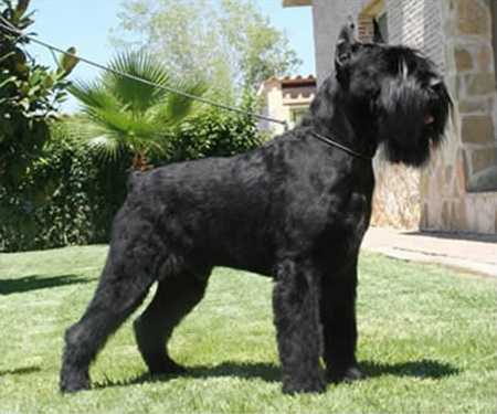 Dandy De Pomerland