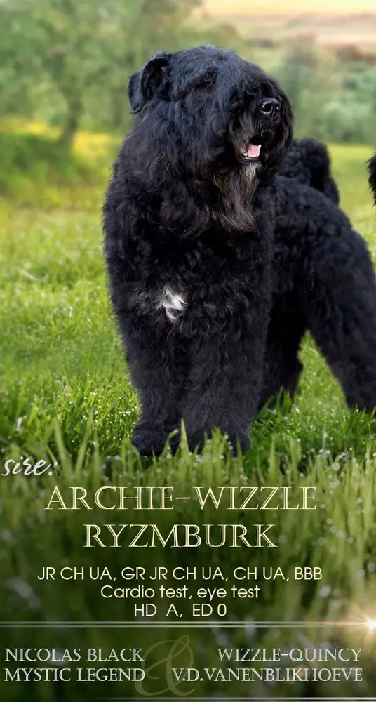 Archie-Wizzle Ryzmburk