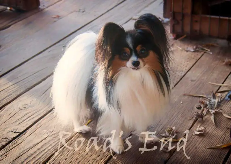 Road's End Pirate Blackbart