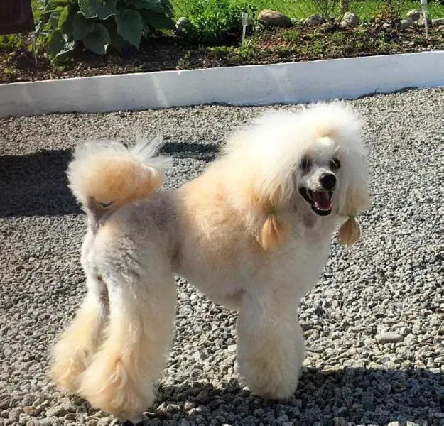 Eclipse Poodle Empire Andra