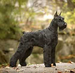 Ingebar's Prince Of Darkness