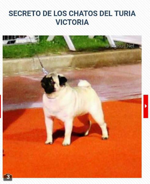 LOS CHATOS DEL TURIA VICTORIAS SECRET