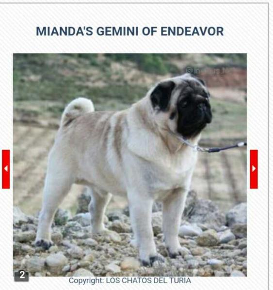 Mianda's gemini of endeavor