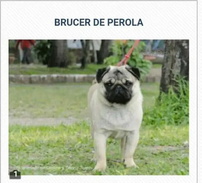Perola's Brucer