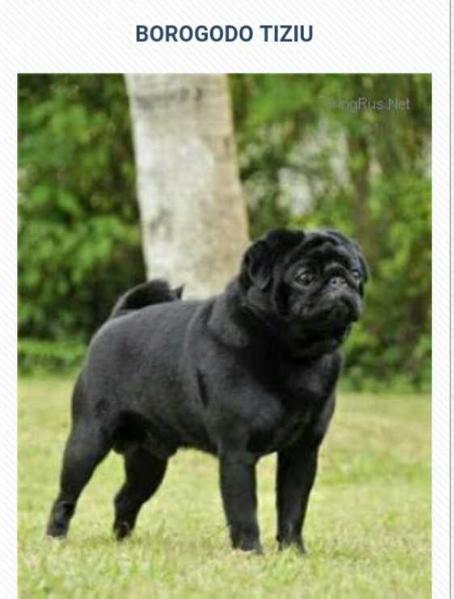 Borogodo tiziu preto