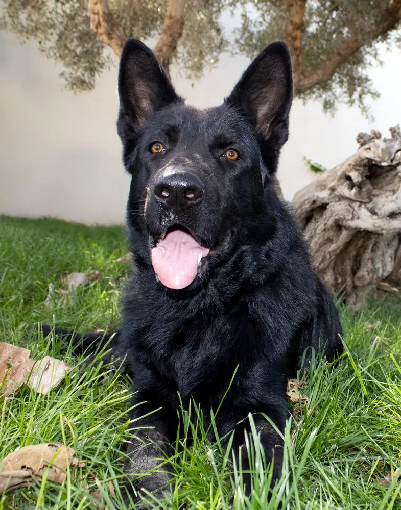 Fiero von der Avalkan