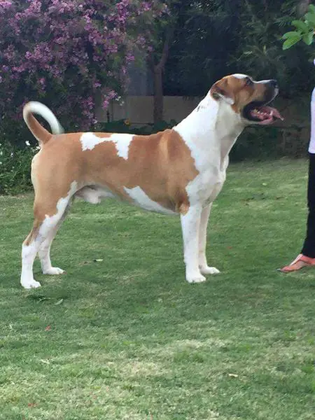 Pedigree shop american bulldog