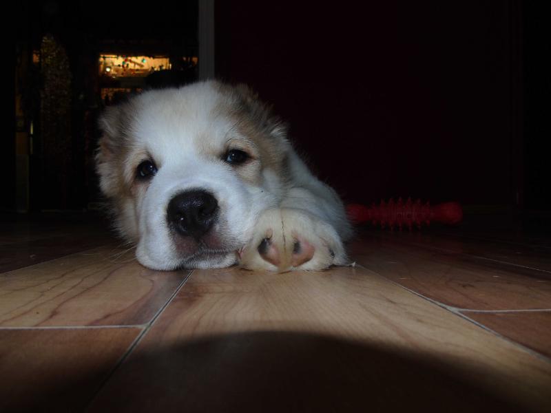 Loki