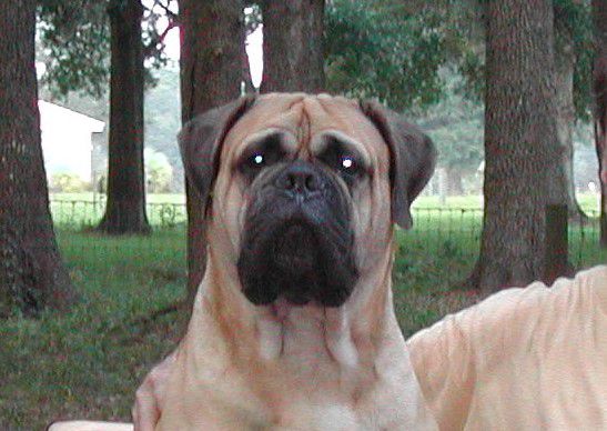 Gallant Oaks Bles-sed Bogart