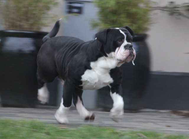 kong bulldog