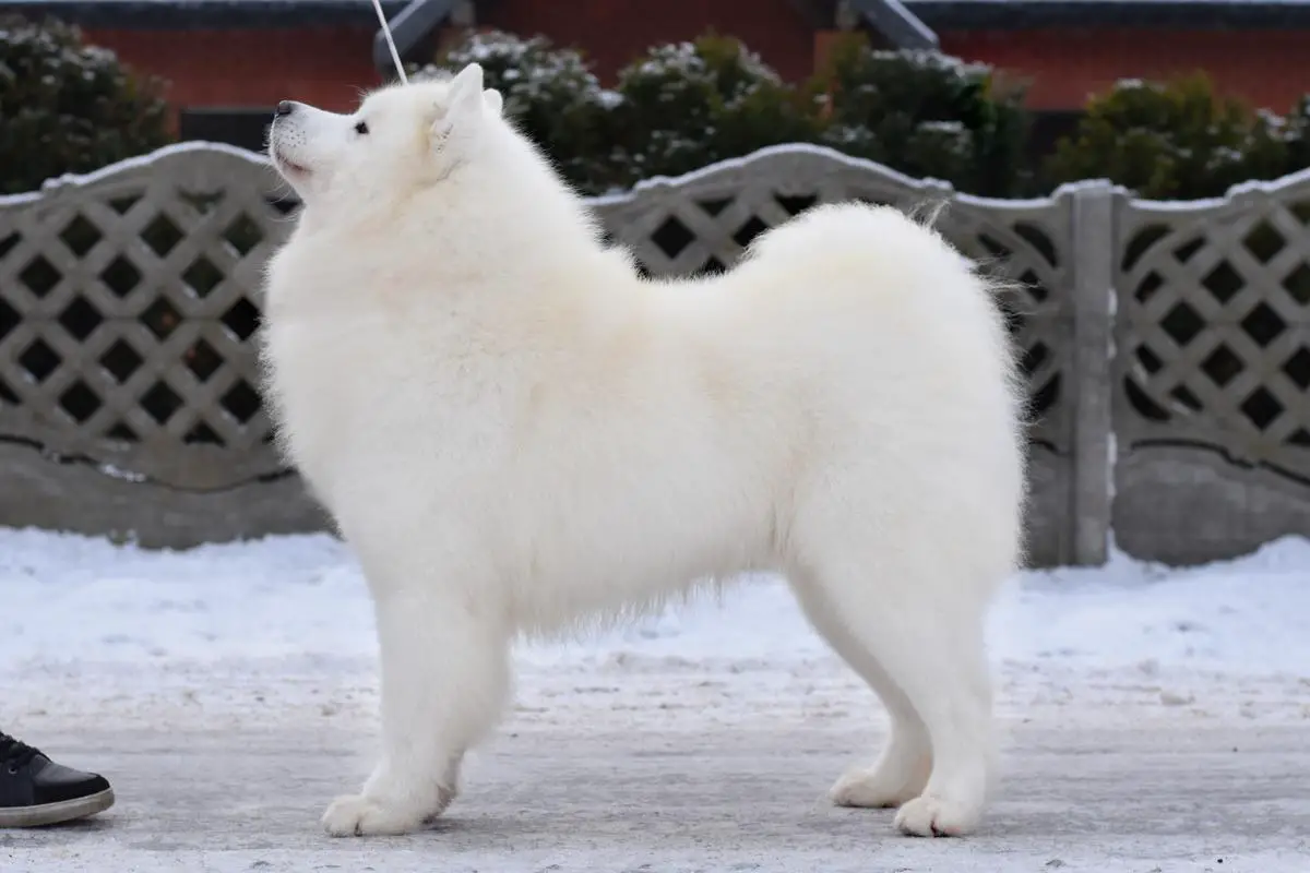 My Majesty TIMBER WOLF