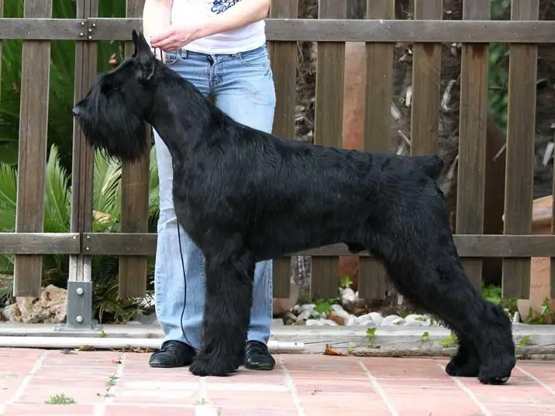 Nero De Pomerland