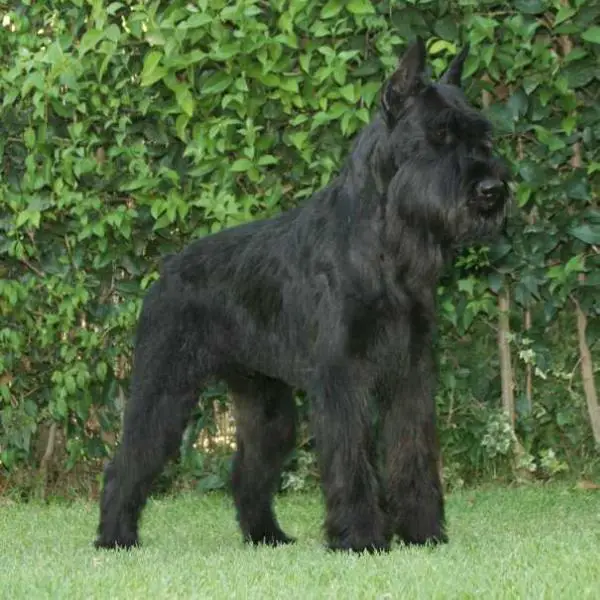 Rocco De Pomerland