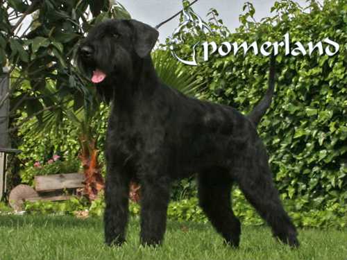 Punky De Pomerland