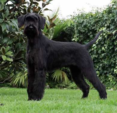 Callaghan De Pomerland