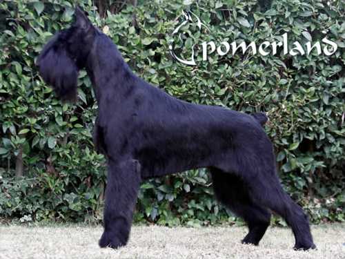Omy I De Pomerland