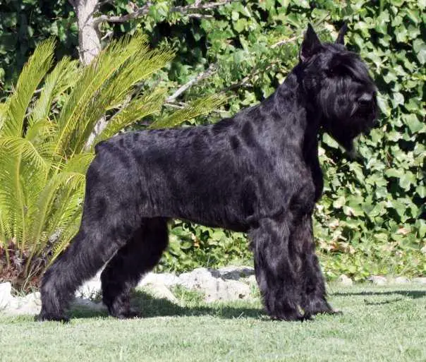 Indiana De Pomerland