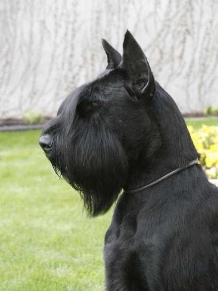 Noris De Pomerland