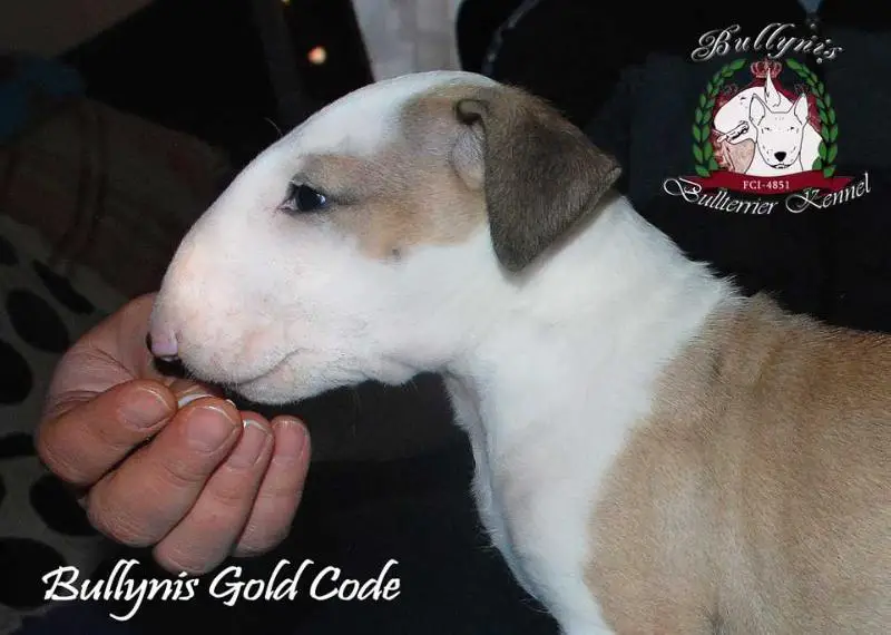Bullynis Gold Code