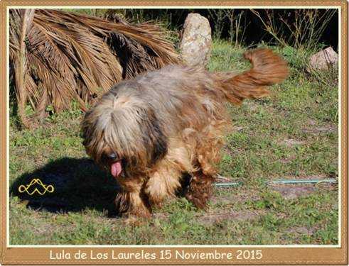 Lula de Los laureles