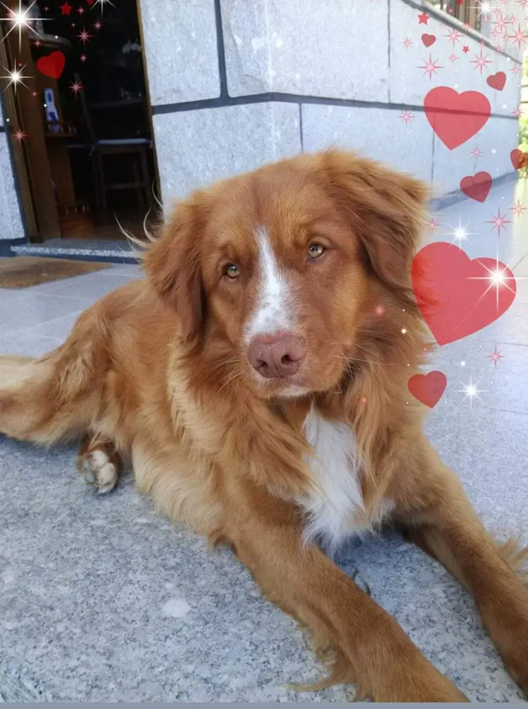 Canis Amicus Nen