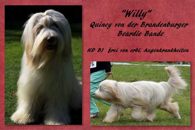 Quincy von der Brandenburger Beardie Bande