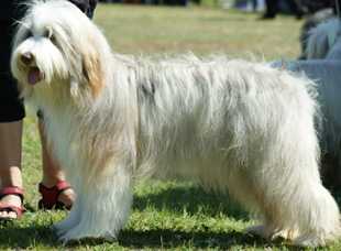 Hailey von der Brsndenburger Beardie Bande