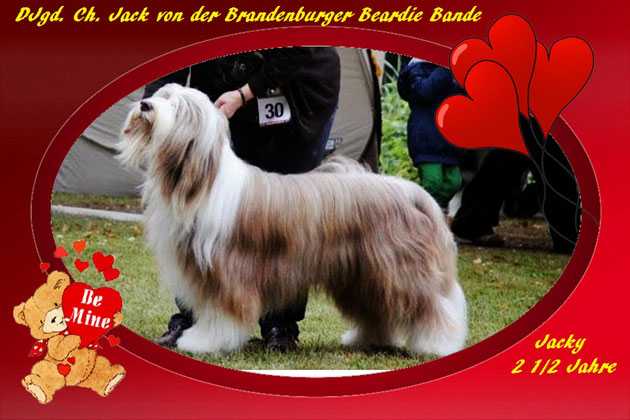 Jack von der Brandenburger Beardie Bande