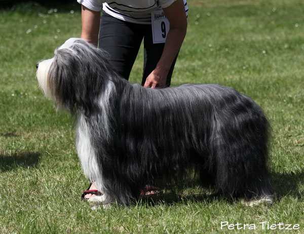 Domino von der Brandenburger Beardie Bande