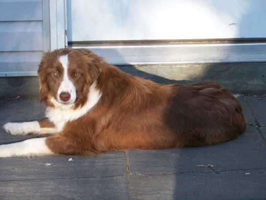 LNMS Maggie ABC 383496