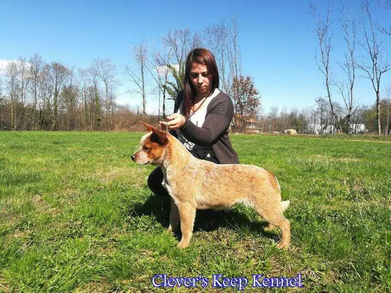 Honey for Clever's Keep Kennel