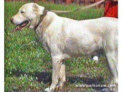 TURKMEN KALA ZEINAB