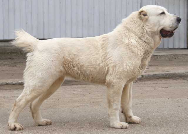 ZARDAK ZEYNI