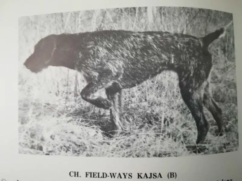FIELD-WAY'S KAJSA (B)