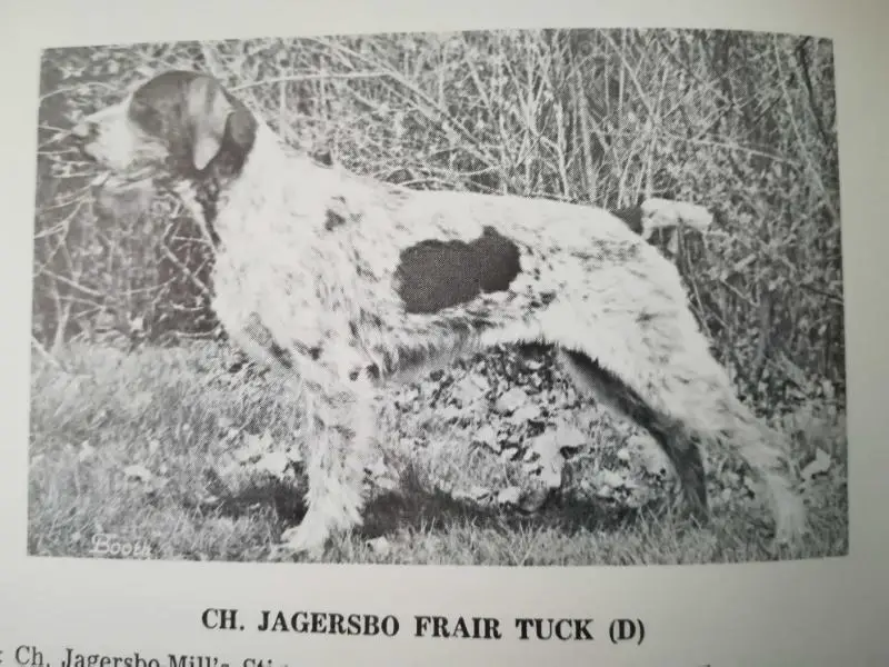 JAGERSBO FRIAR TUCK  (D)
