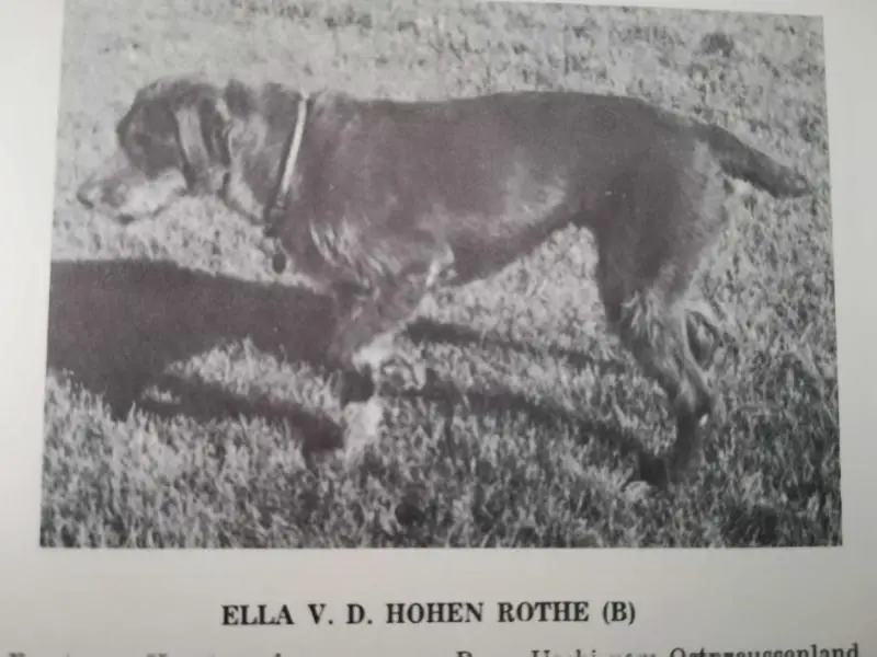 ELLA V D HOHEN ROTHE