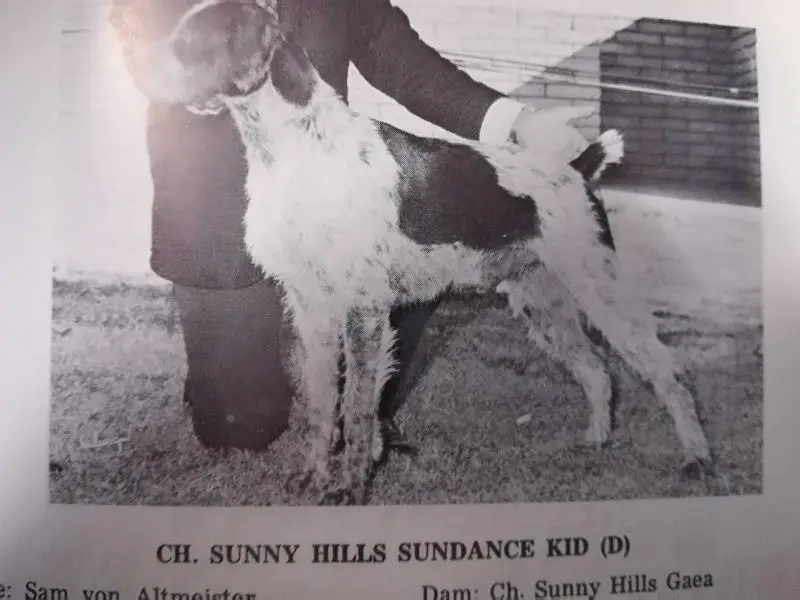 SUNNY HILLS SUNDANCE KID