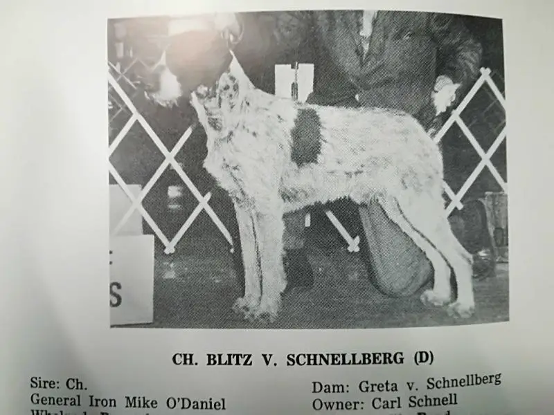 BLITZ V SCHNELLBERG III