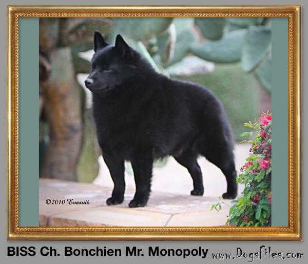 BON CHIEN MR MONOPOLY