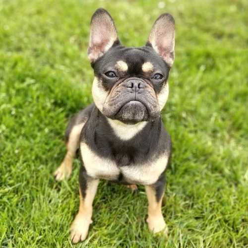 Pure Michigan Frenchies Lexus