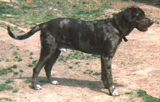 Beauregard Bleu